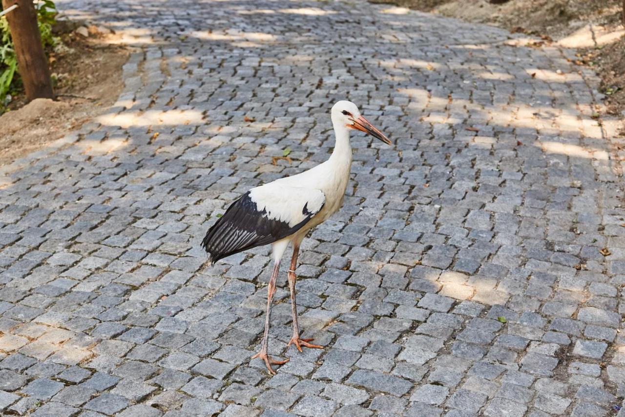Quinta Do Lordelo Turismo Rural Penafiel Buitenkant foto